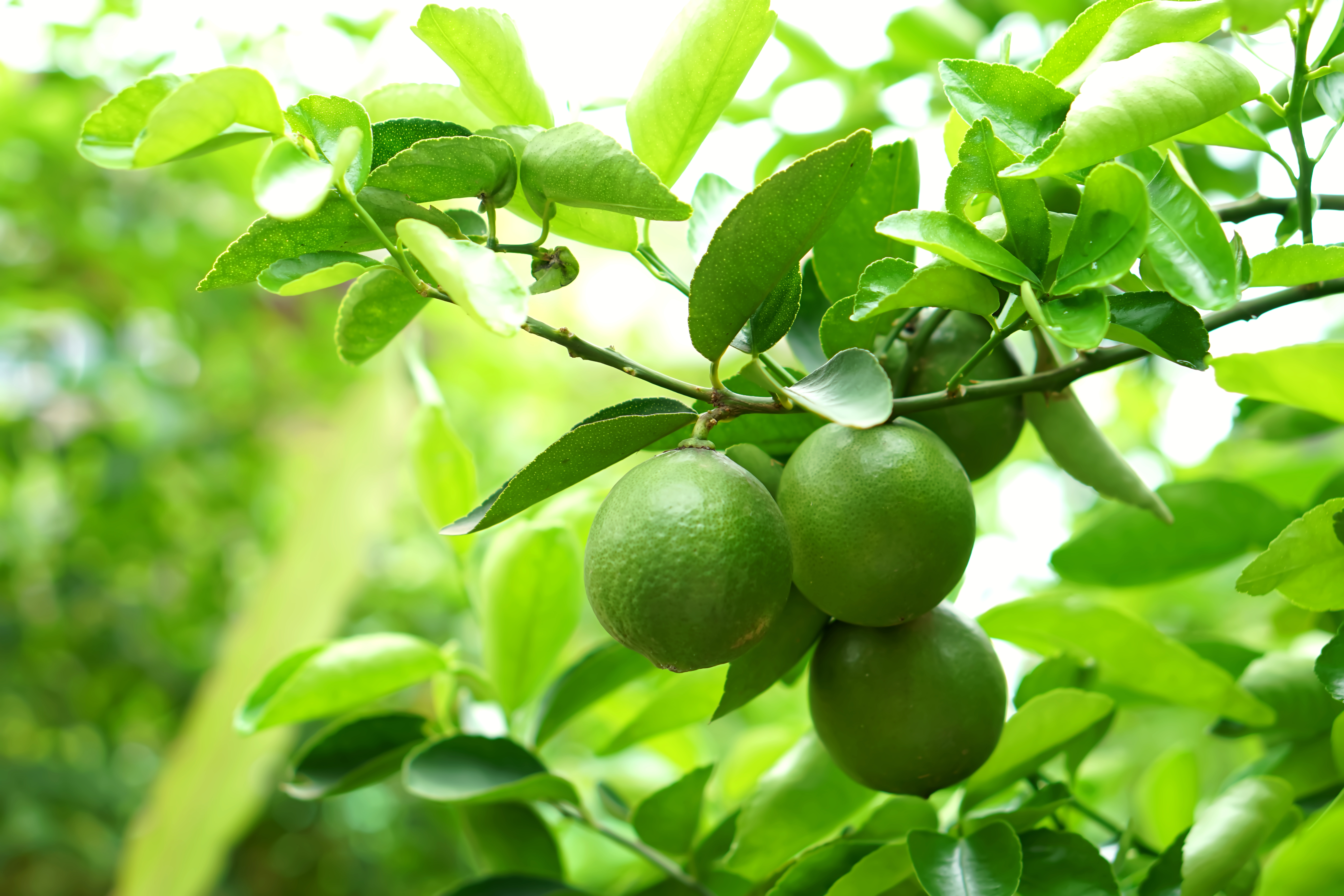 Posible solución para la enfermedad de la tristeza en árboles de cítricos como limón mexicano, y naranja dulce