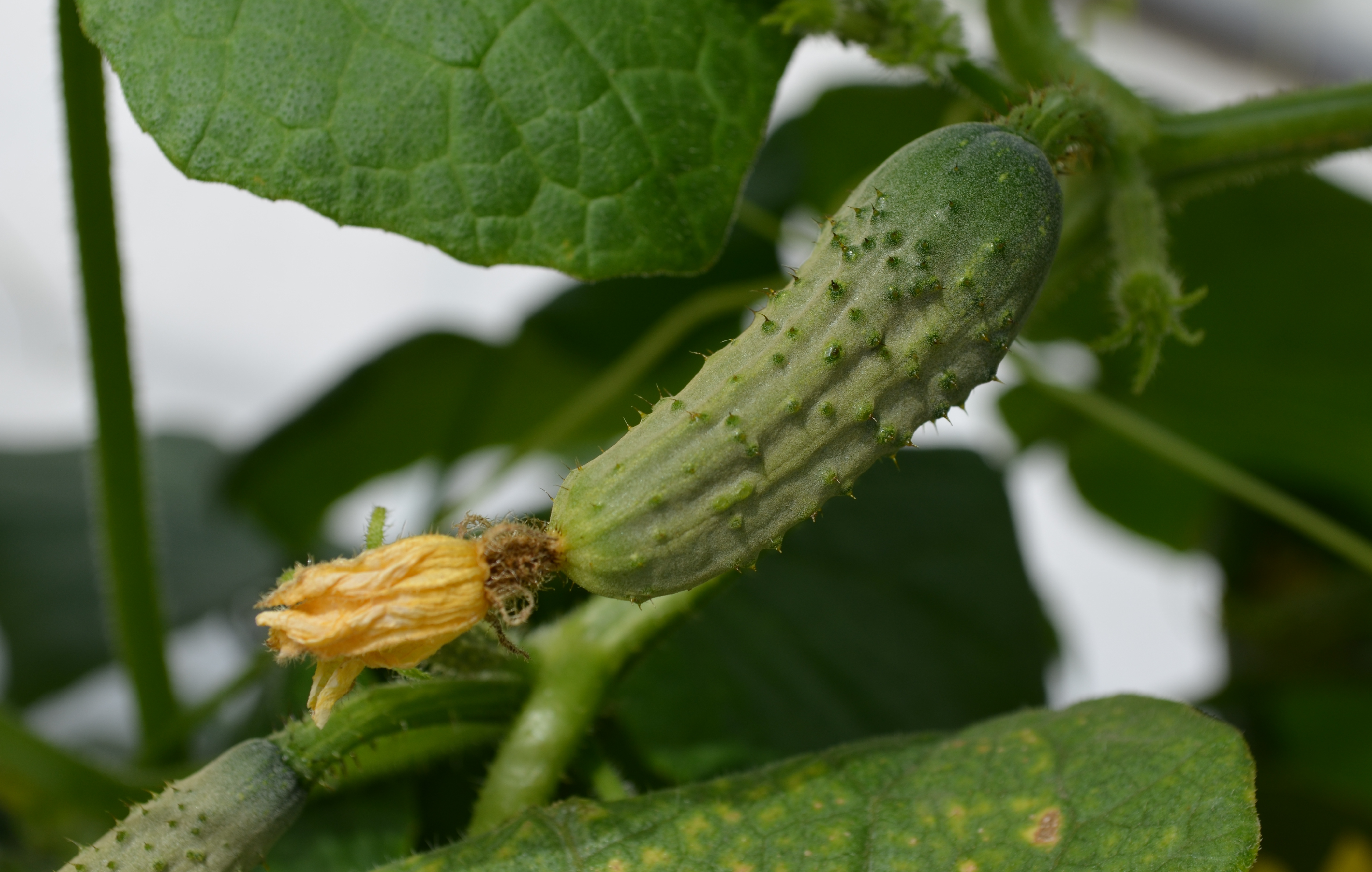 Agronanotecnología para sistemas modernos de producción alimentaria.