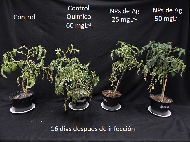 Nanotecnología para la detección y control de enfermedades de cultivos agrícolas.