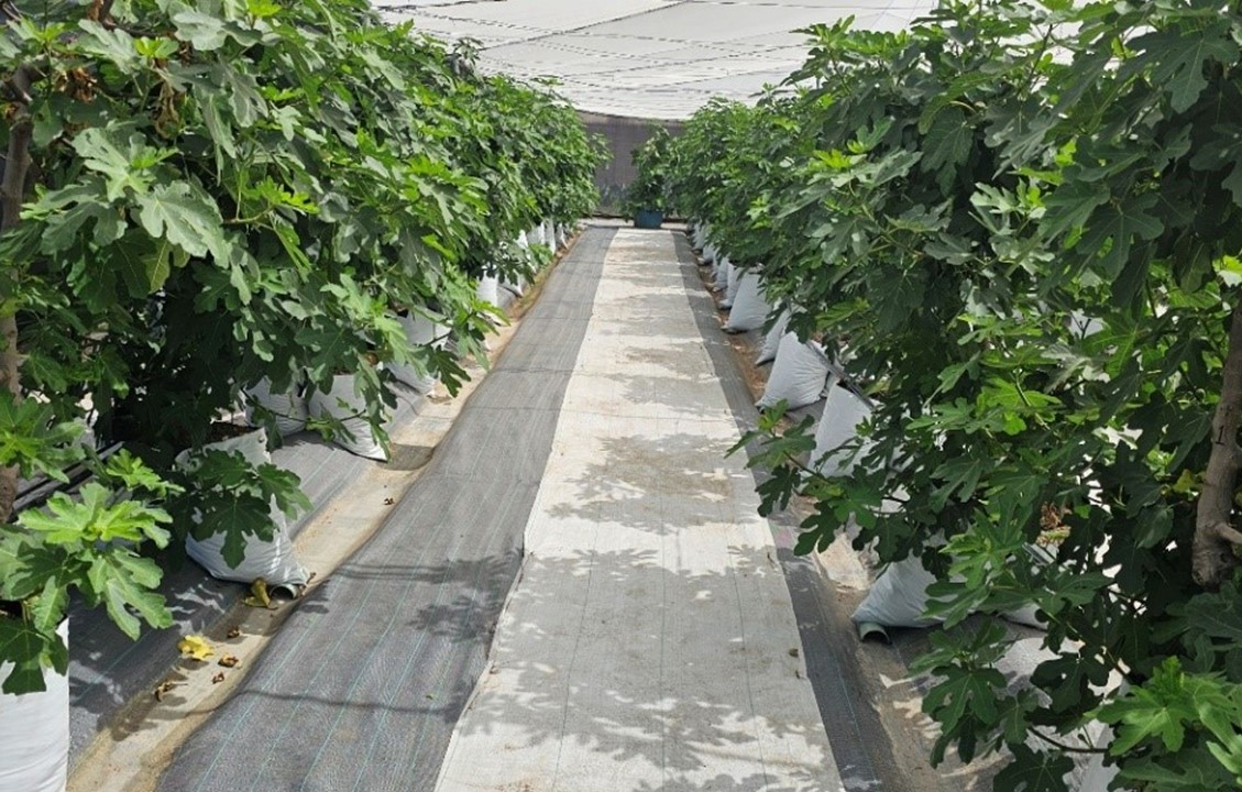 Manejo sustentable de precisión impulsa la producción de higo en hidroponía bajo malla sombra.