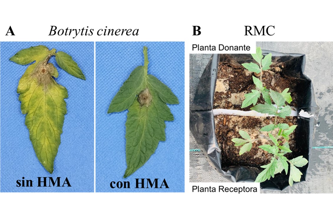 Protección sostenible de los cultivos con resistencia inducida en las plantas.